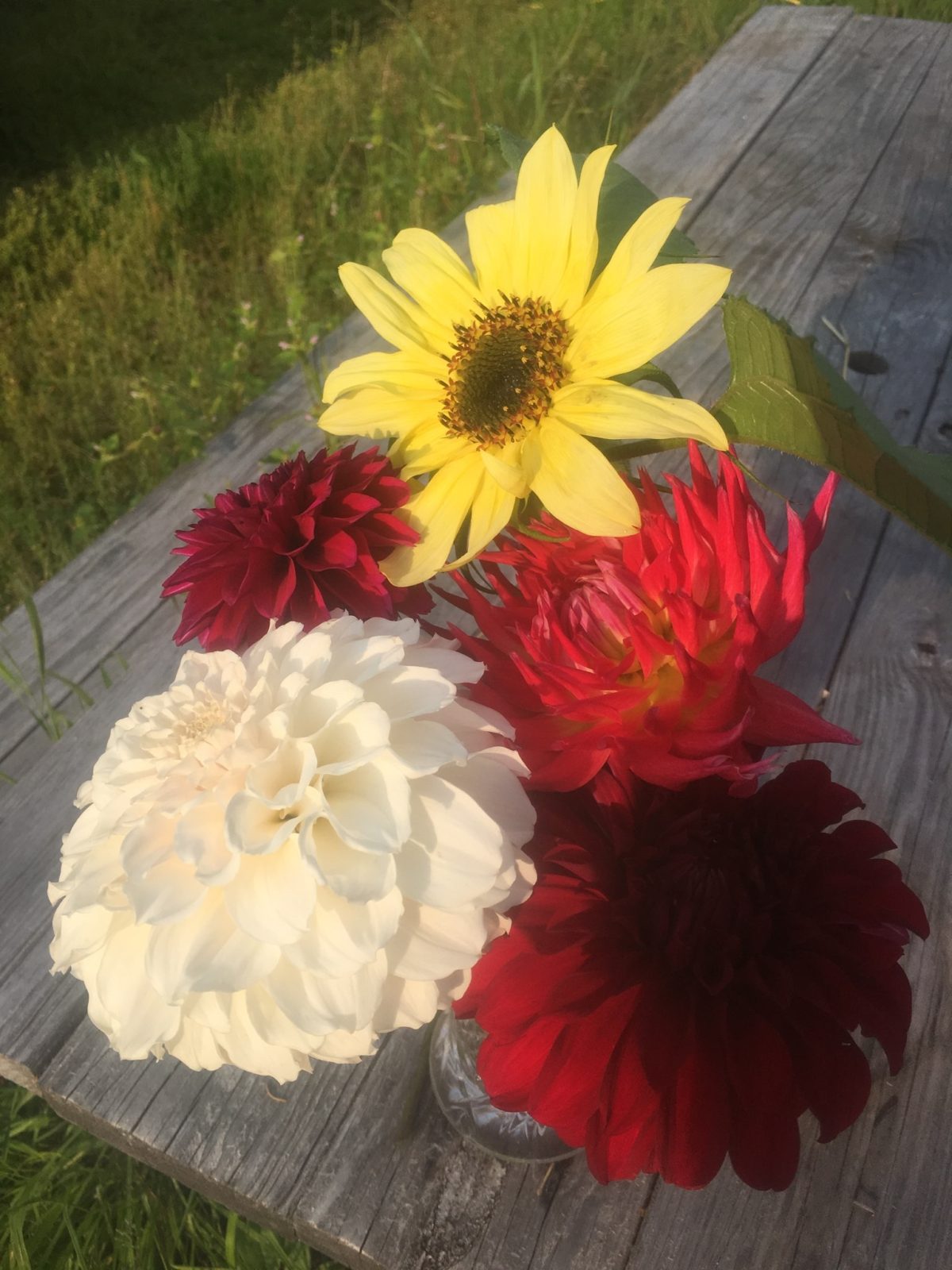 8/3/19: Dahlias are here!